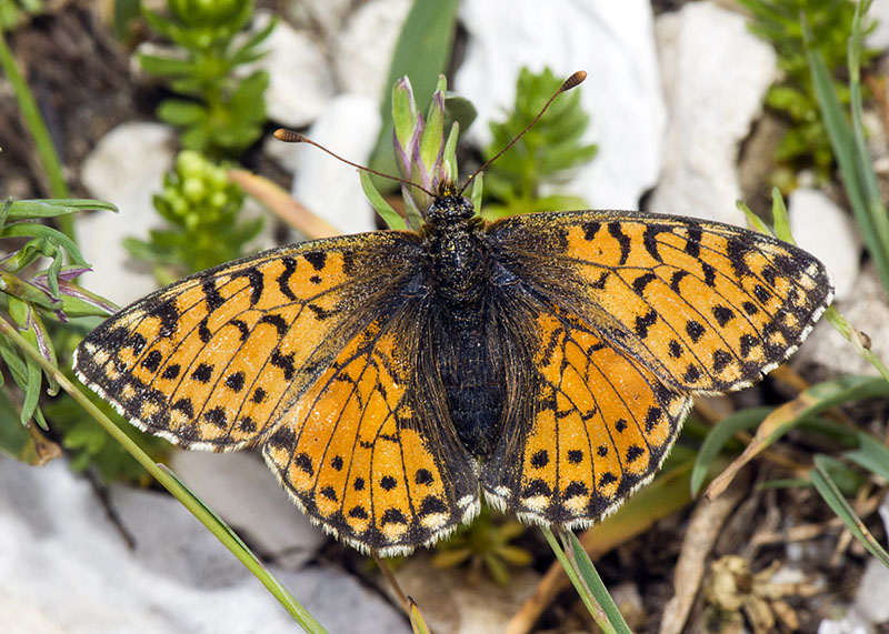 Boloria (Boloria) pales - Nymphalidae